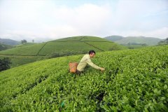 茶道礼仪私人定制课